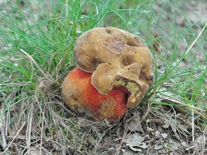 Klikni pro velký obrázek