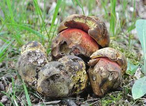 Klikni pro velký obrázek