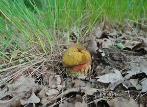 Klikni pro velký obrázek