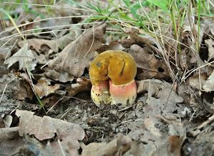 Klikni pro velký obrázek