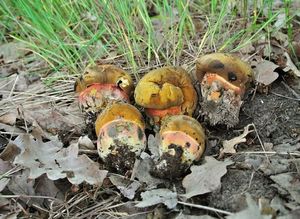 Klikni pro velký obrázek