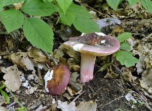 Klikni pro velký obrázek