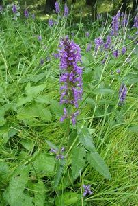 Klikni pro velký obrázek