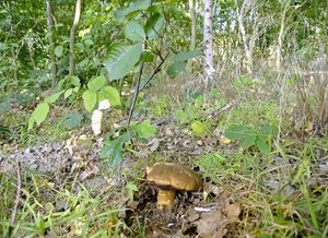 Klikni pro velký obrázek