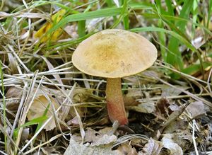 Klikni pro velký obrázek