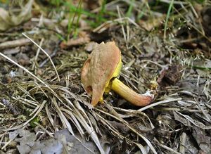 Klikni pro velký obrázek