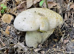 Klikni pro velký obrázek