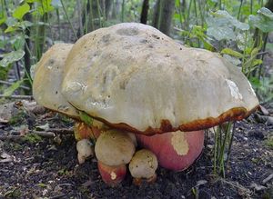 Klikni pro velký obrázek