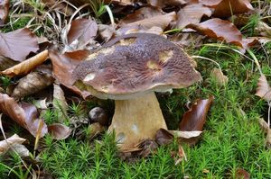 Klikni pro velký obrázek