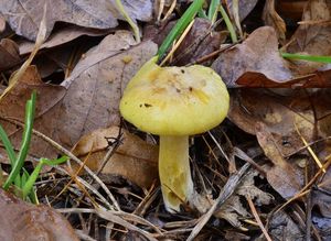 Klikni pro velký obrázek