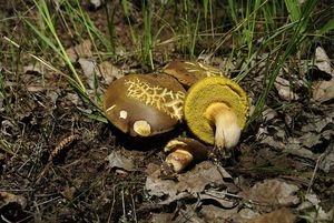 Klikni pro velký obrázek