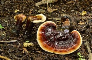 Lesklokorka lesklá - Ganoderma lucidum (Curtis) P. Karst. 1881