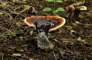 Lesklokorka lesklá - Ganoderma lucidum (Curtis) P. Karst. 1881