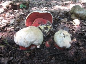 Klikni pro velký obrázek