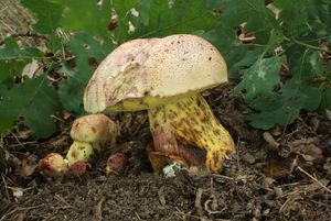 Klikni pro velký obrázek