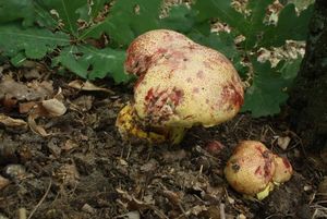 Klikni pro velký obrázek