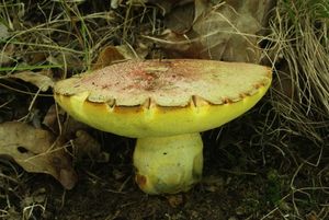 Klikni pro velký obrázek