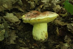 Klikni pro velký obrázek