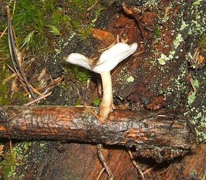 Klikni pro velký obrázek