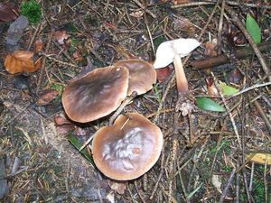 Klikni pro velký obrázek