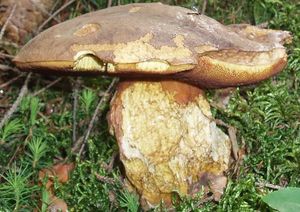 Klikni pro velký obrázek