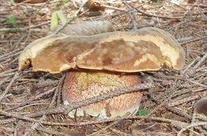 Klikni pro velký obrázek