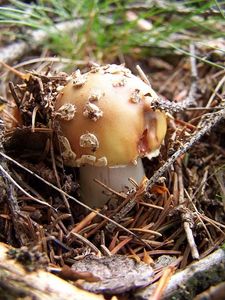 Klikni pro velký obrázek