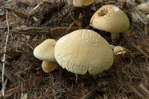 Polnička raná - Agrocybe praecox  (Pers.) Fayod 1889