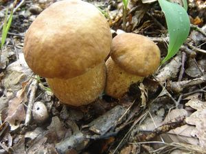 Klikni pro velký obrázek