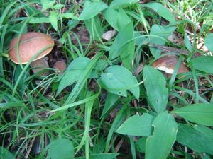 Klikni pro velký obrázek