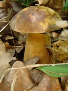 Klikni pro velký obrázek