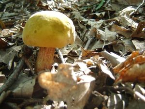 Klikni pro velký obrázek