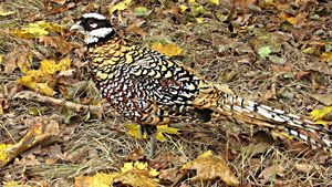 Klikni pro velký obrázek