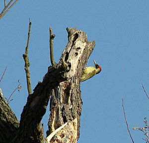 Klikni pro velký obrázek