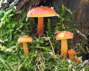 Klikni pro velký obrázek