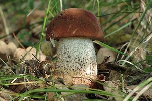 Klikni pro velký obrázek