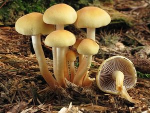 Klikni pro velký obrázek