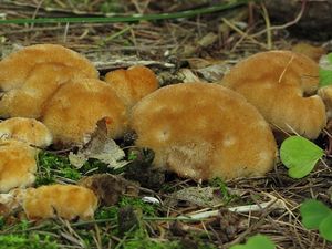 Klikni pro velký obrázek