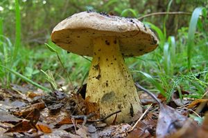 Klikni pro velký obrázek