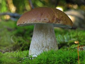 Hřib smrkový - Boletus edulis Bull. 1782