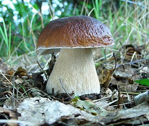 Klikni pro velký obrázek