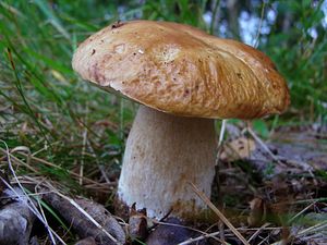 Klikni pro velký obrázek