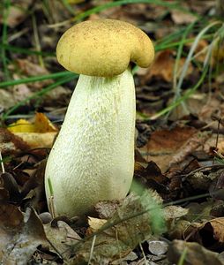 Klikni pro velký obrázek