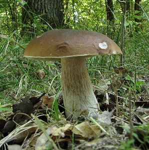 Klikni pro velký obrázek