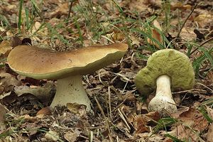 Klikni pro velký obrázek