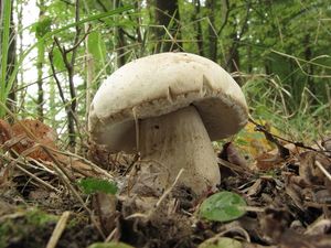 Klikni pro velký obrázek