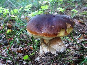 Klikni pro velký obrázek