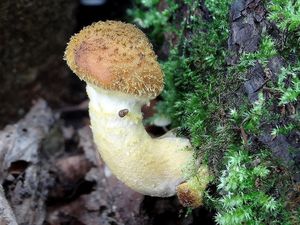 Klikni pro velký obrázek