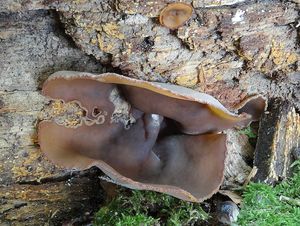 Klikni pro velký obrázek