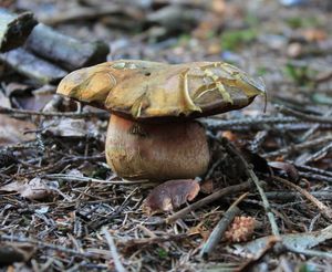 Klikni pro velký obrázek